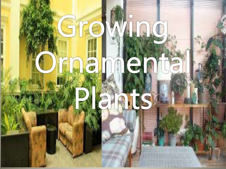 Growing Ornamental Plants