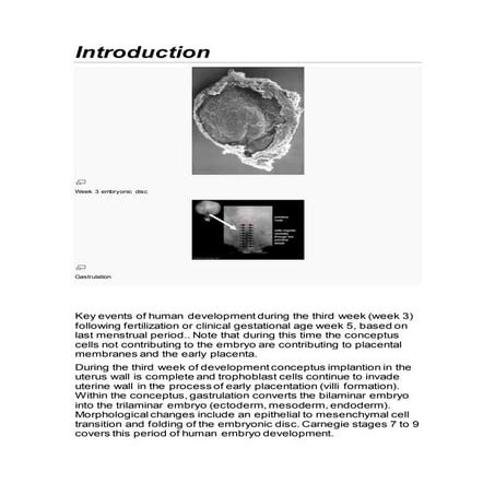 3rd week human development