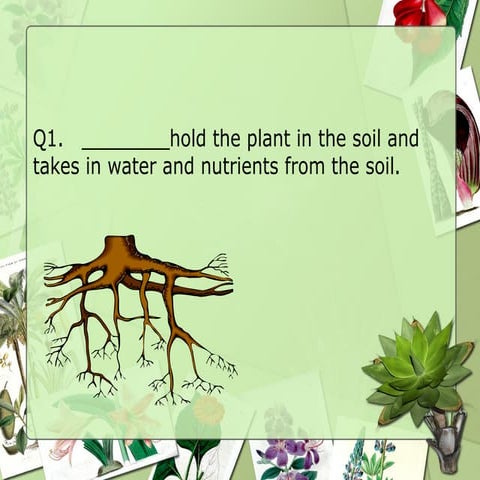 young sci QUIZ Plants - Copy of 3 science QUIZ Plants.ppt