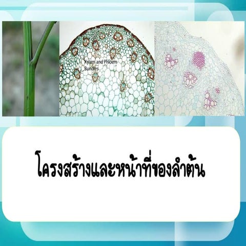 structure and function of the stem