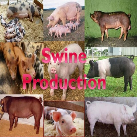 3 swine-production-221112063013-4856ac23.pptx