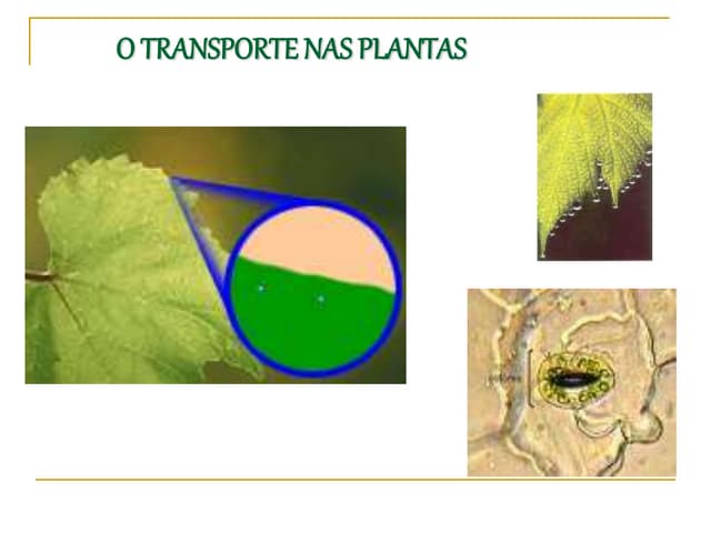 Transporte no xilema