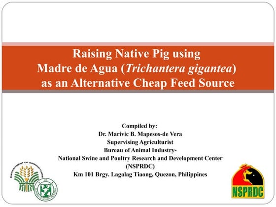 Native Pig Raising Using Madre de Agua (Trichantera gigantea) as an Alternati...