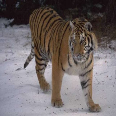 What do you do when facing unfamiliar challenge?