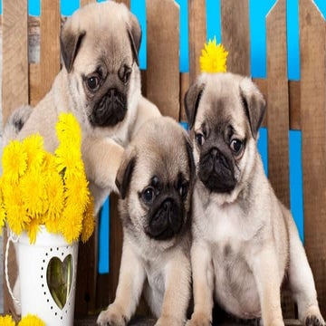 Pug | PPTX
