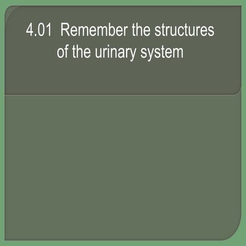 Structures of the Urinary System