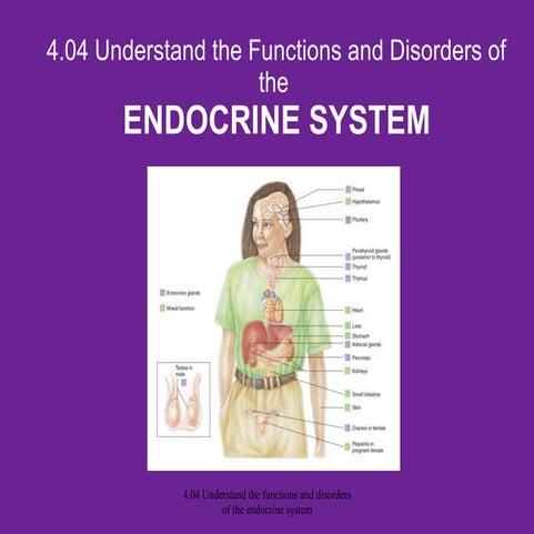 Functions and Disorders of the Endocrine System