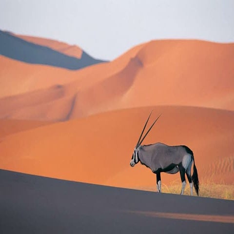 عبد الرحمن عقل 4ب