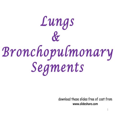 lungs bp segments
