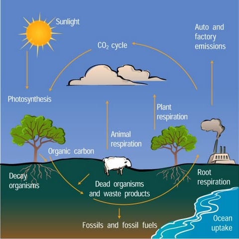 4. the oxygen cycle | PPT