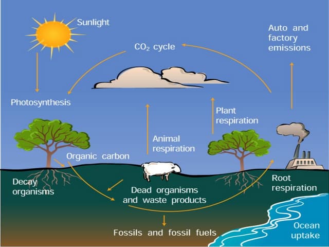 4. the oxygen cycle