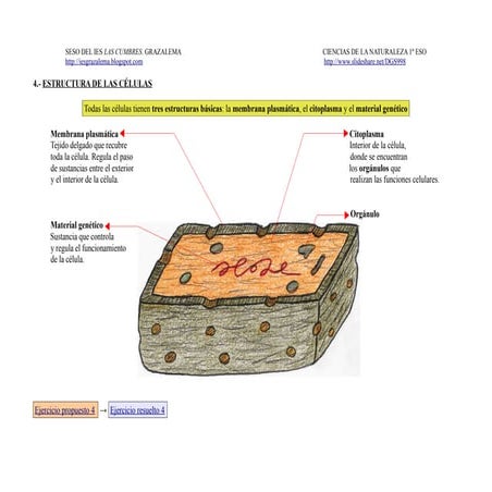 4.- Estructura de las células