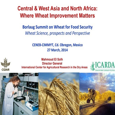 Central & West Asia and North Africa:  Where Wheat Improvement Matters