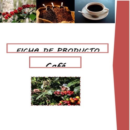 Ficha de producto del café