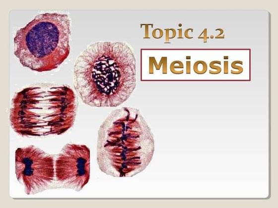 Cell Division - Meiosis | PPTX