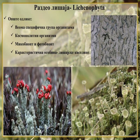 4. Lišaji | PPT