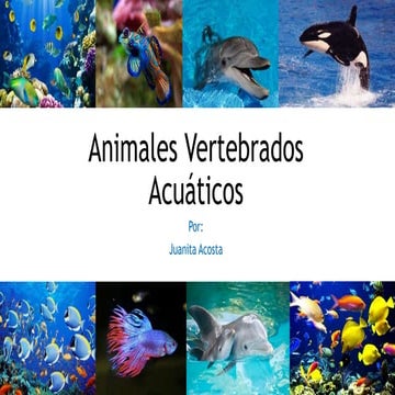 Animales Vertebrados Acuaticos 