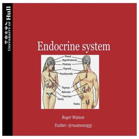 Endocrine system