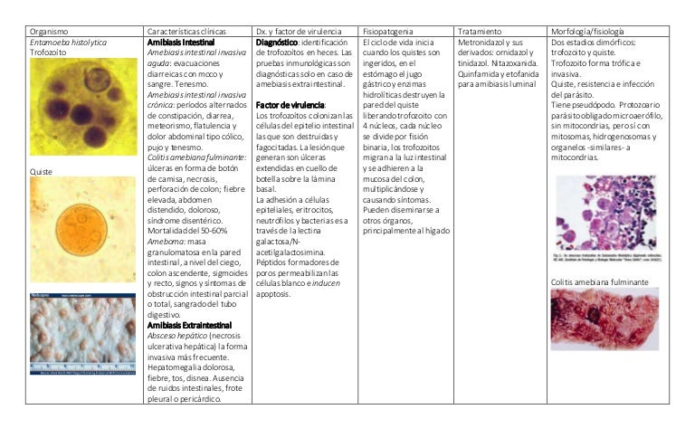 los parásitos cryptosporidium abandonan el cuerpo