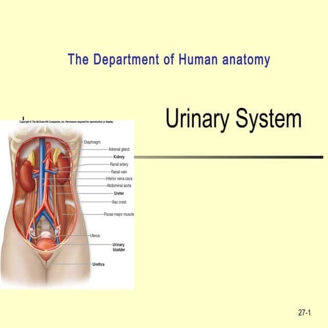 Urinary System