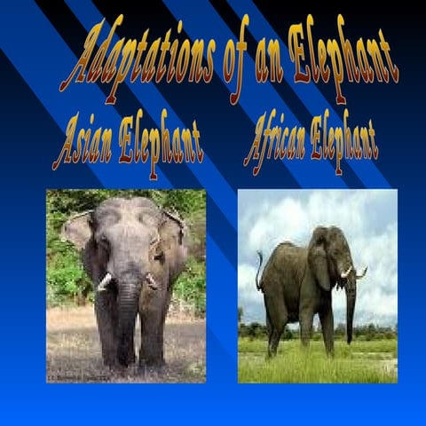 adaptation of elephant