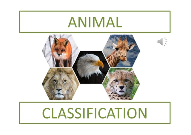 Animals classification 