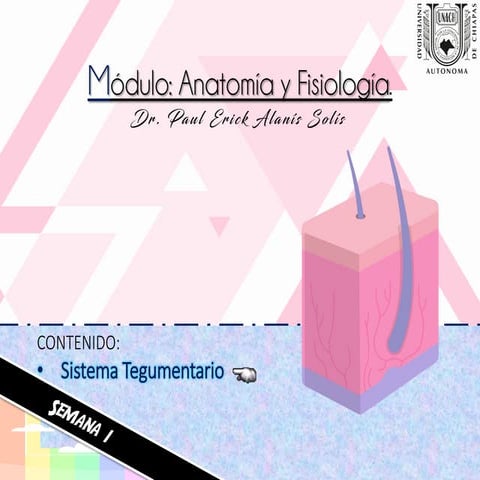 Sistema tegumentario