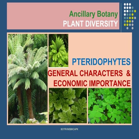4 1 pteridophytes -general characters &amp; economic importance