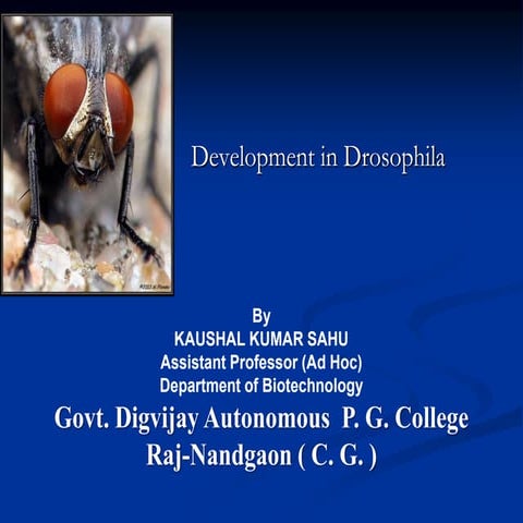 Development of drosophila