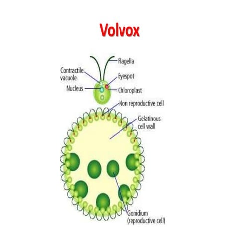 4. volvox