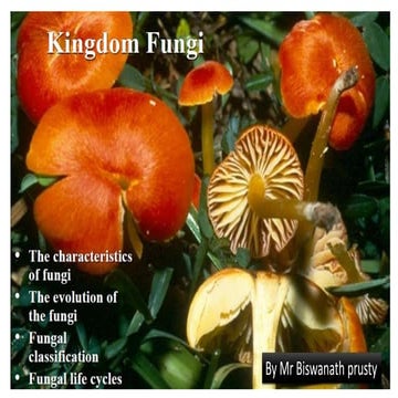 Kingdom of fungi by Bnp