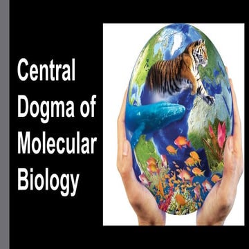 4.0 CENTRAL DOGMA OF MOLLECULAR BIOLOGY V2.pptx