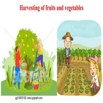 4.  Harvesting of fruits and vegetables.pptx