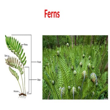 Biology: Ferns (Polypodiophyta) (School)
