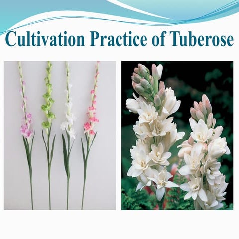 4.Production technology of Tuberose cultivation.pptx