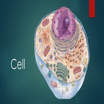 4. The Cell-structure and main organelles