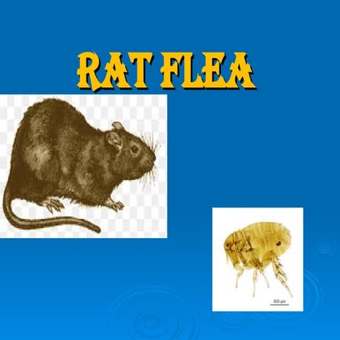 Fleas.pptx