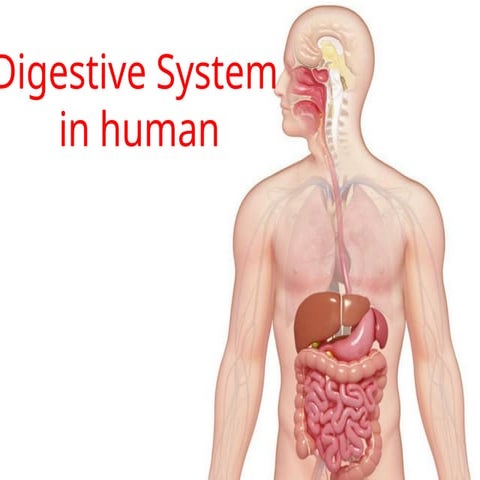 Comprehensive Overview of the Human Digestive System and Its Functions ...