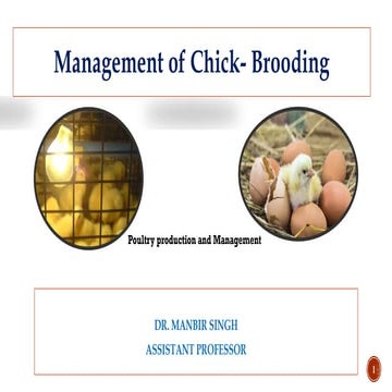 MANAGEMENT PRACTICES DURING LAYING PERIOD (Group-5).pptx