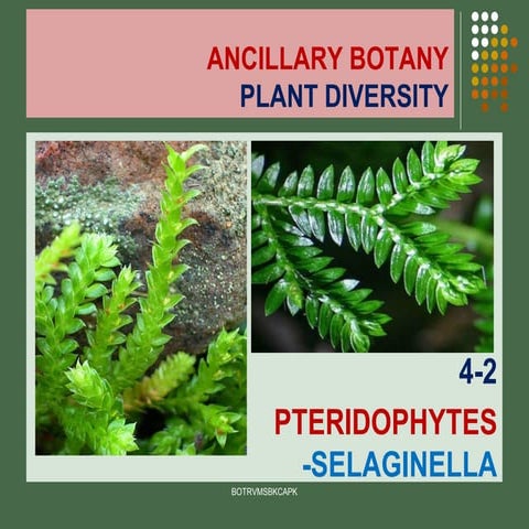 4  2 pteridophytes -selaginella