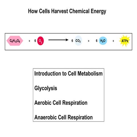 4.4 aerobic respiration