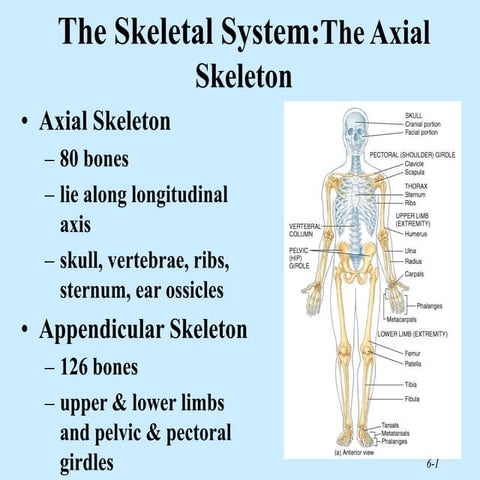 4 -- AXIAL SKELETON saddam.ppt