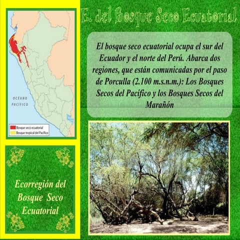 Bosque Seco Ecuatorial