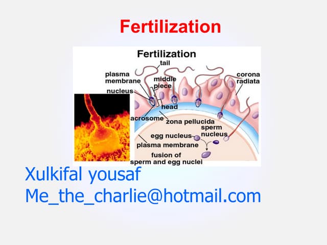 fertilization