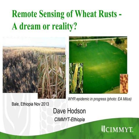 Remote Sensing of Wheat Rusts - A dream or reality?