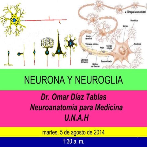 Neurona y neuroglia