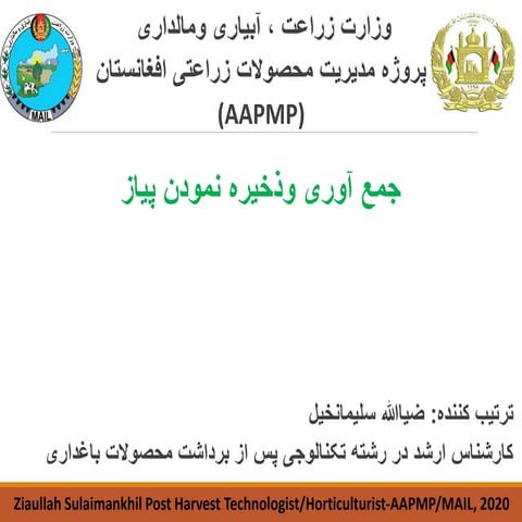 4 onion post harvest 2020