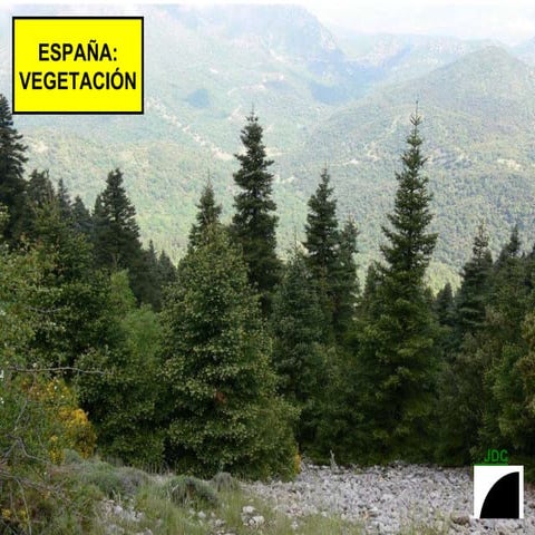 ESPAÑA: VEGETACION