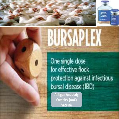 Bursaplex | PPTX