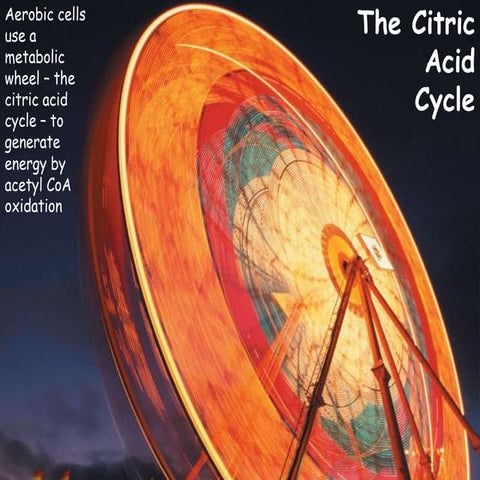 the citric acid cycle or krab cycle in plant physiology